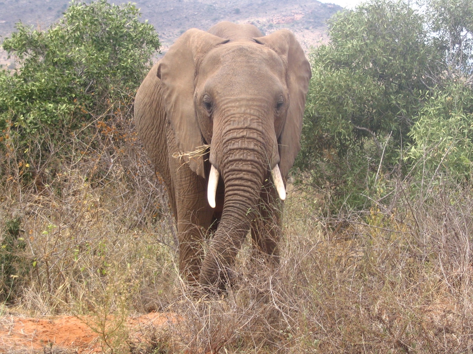 Tsavo, Amboseli & Lake Nakuru