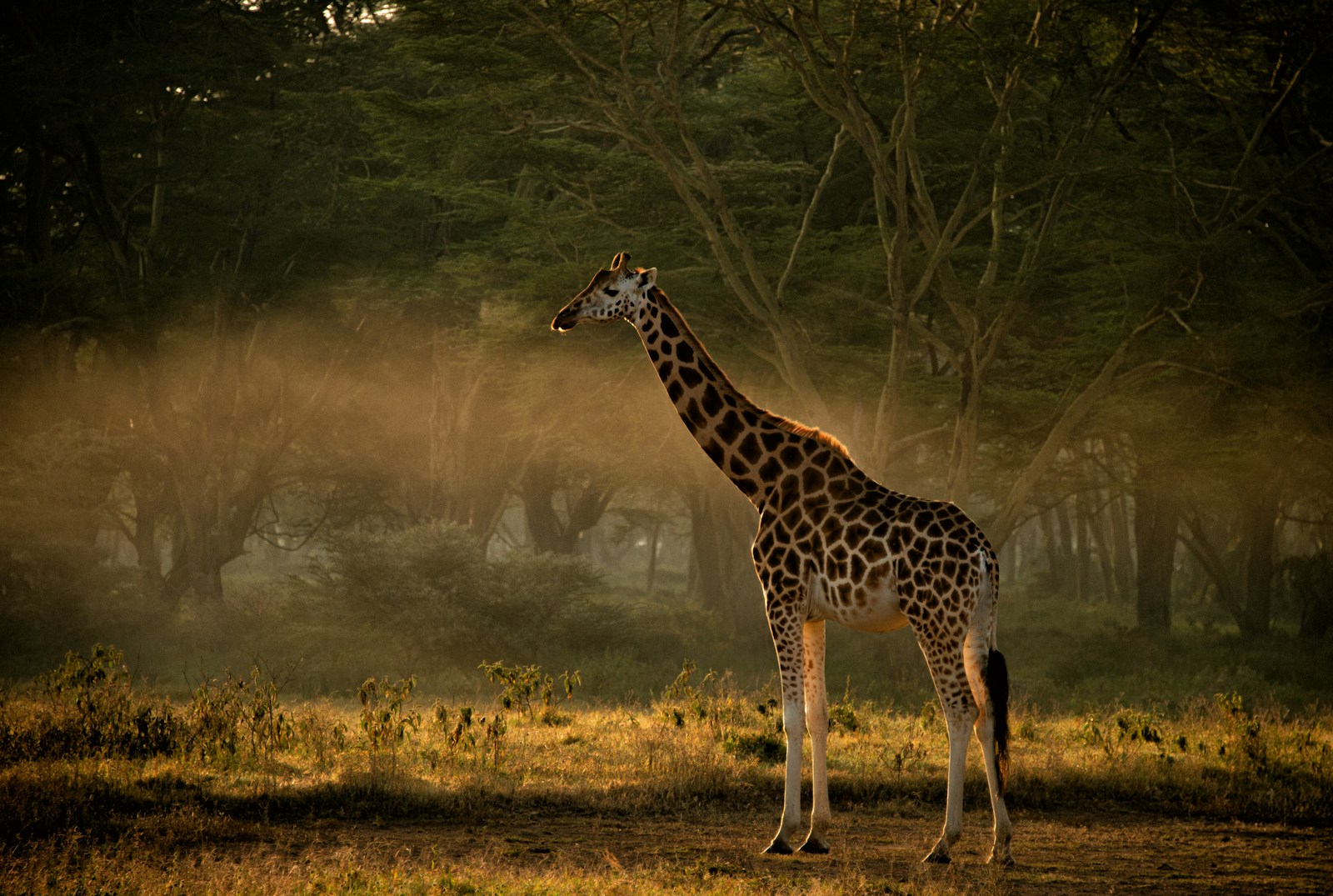Samburu, Lake Nakuru & Maasai Mara