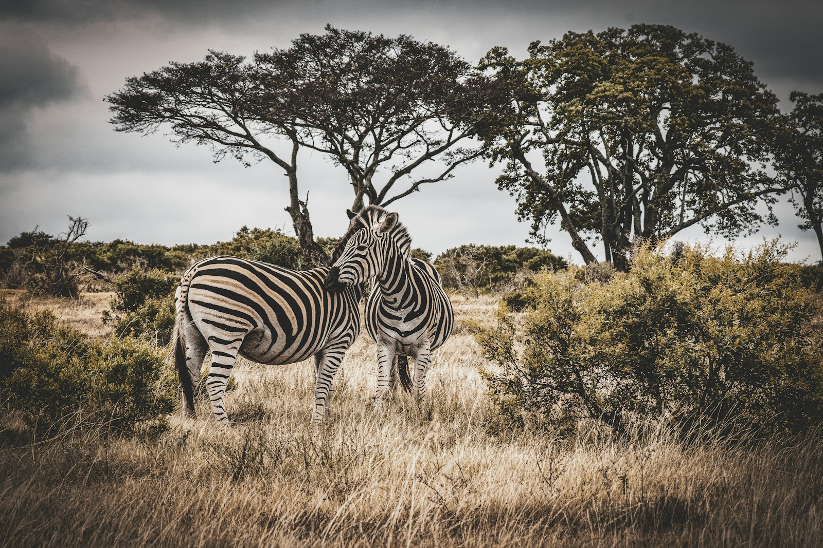 Zebras beneath trees in the African savannah